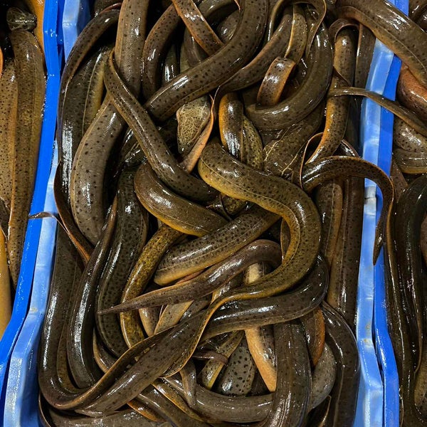 Live eel fish from Bangladesh.