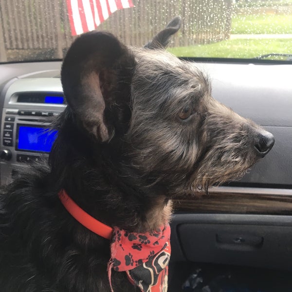 kelly's pet grooming