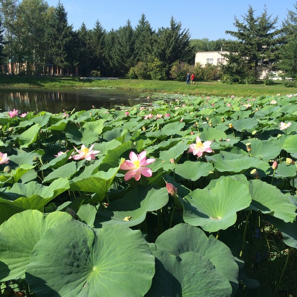 лотосы в амурской области ивановка. хинганский заповедник лотос комарова. ивановка амурская область. ивановка амурская область благовещенск. озеро лотосов в ивановке.