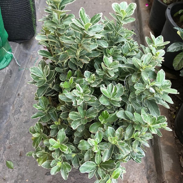 Euonymus available