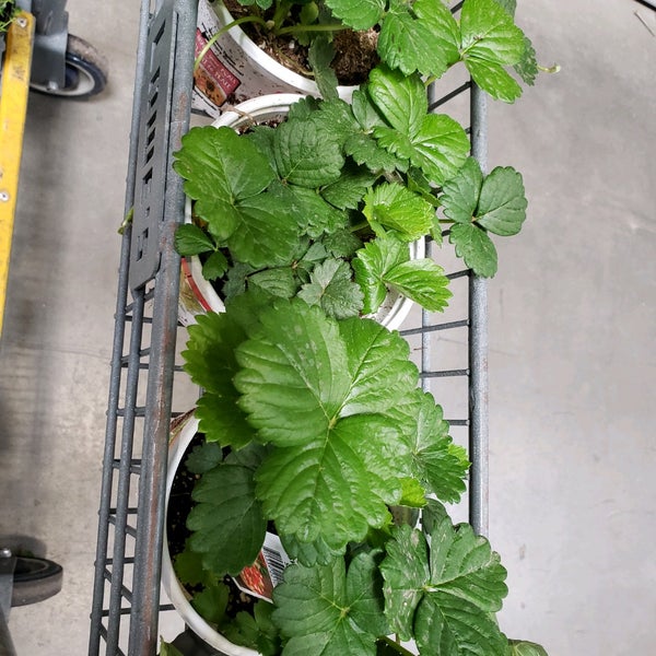 Lowe's Hardware Store