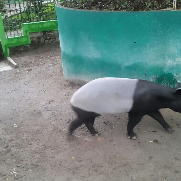 Kebun Binatang Bukittinggi Kebun Binatang