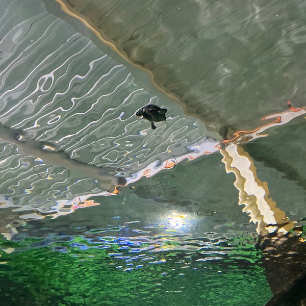 Foto diambil di SEA LIFE Minnesota Aquarium oleh Mikala S. pada 3/31/2023