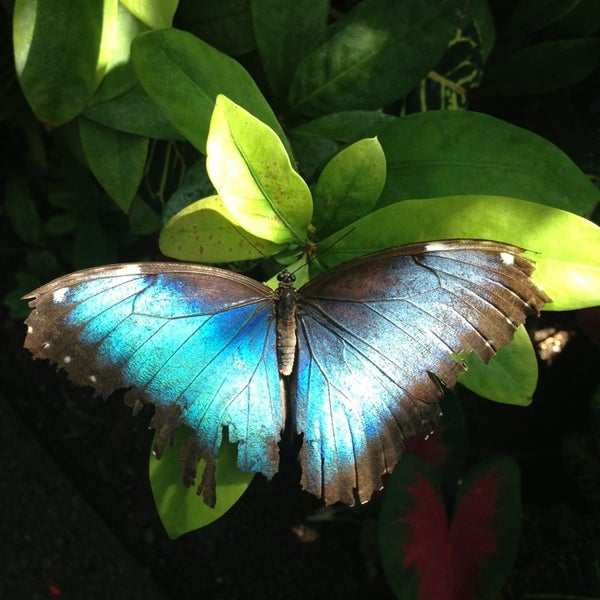 รูปภาพถ่ายที่ Butterfly House at Faust County Park โดย Thomas B. เมื่อ 7/14/2013
