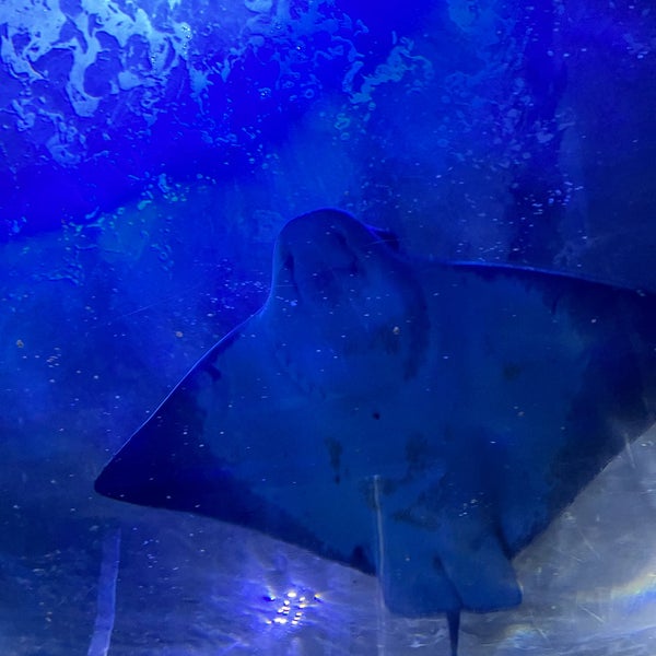 Foto diambil di Aquarium of the Bay oleh Steven D. pada 6/20/2023