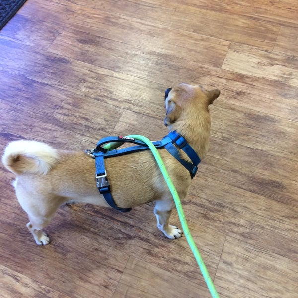 lucky dog barks and recreation