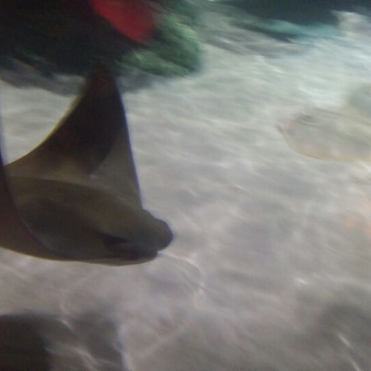 รูปภาพถ่ายที่ SEA LIFE Charlotte-Concord Aquarium โดย Michelle B. เมื่อ 3/30/2014