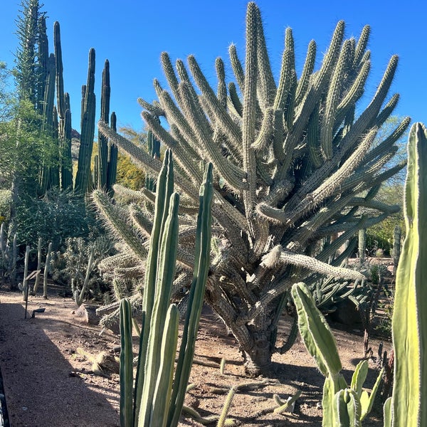 Foto tirada no(a) Desert Botanical Garden por Connie T. em 3/25/2024