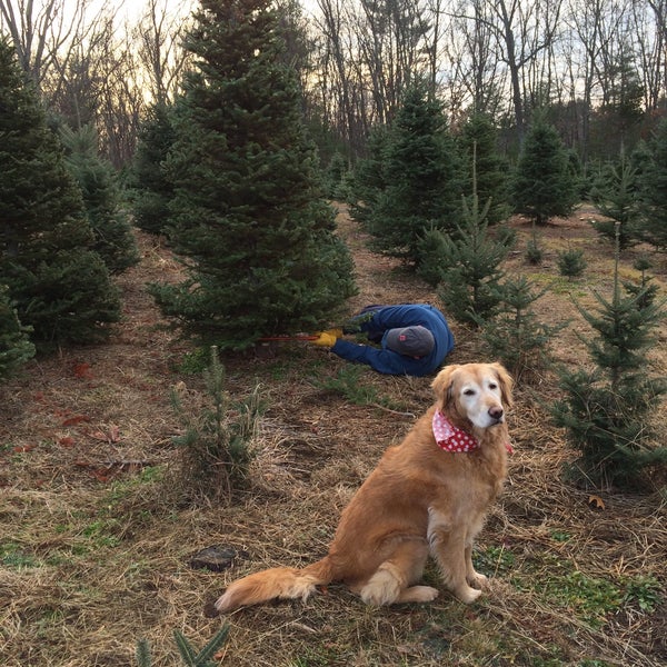 Ingraham Christmas Tree Farm MA