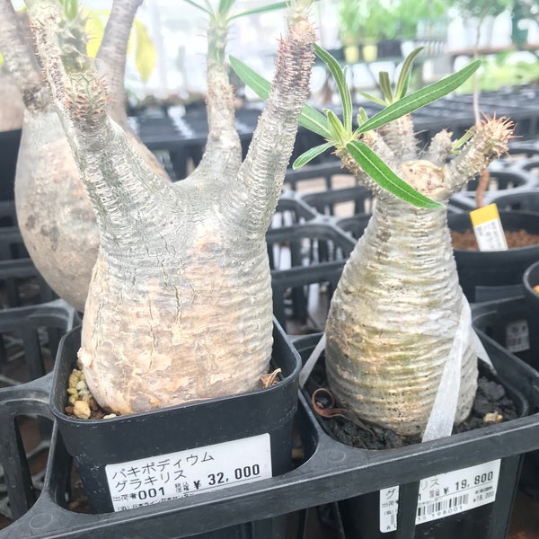 日本ライン花木センター 1 Tip From 171 Visitors