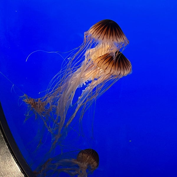Photo taken at Vancouver Aquarium by Ellie T. on 7/31/2023