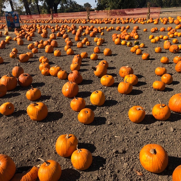 Perry's Pumpkin Patch Ardenwood Fremont, CA