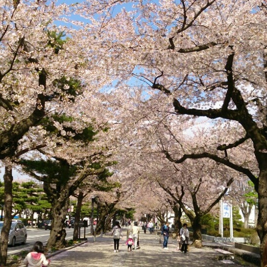 Photos At 十和田市官庁街通り 西二番町
