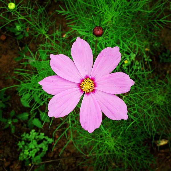 Photos At 台湾花卉产业园 Taiwan Flower Industry Area 南宁 广西