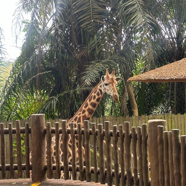 3/22/2024 tarihinde Fatemeh A.ziyaretçi tarafından Singapore Zoo'de çekilen fotoğraf