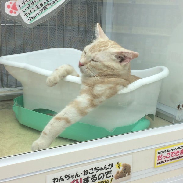 ロイヤルホームセンター河内長野店 河内長野市 大阪府
