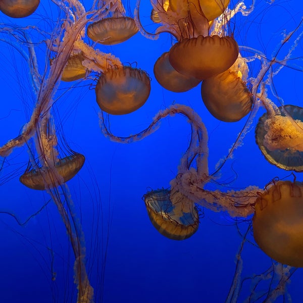 1/3/2024에 Madison G.님이 Monterey Bay Aquarium에서 찍은 사진