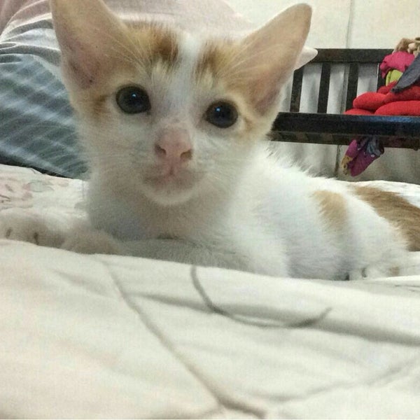 pet shop taman tas Vanessa Bond