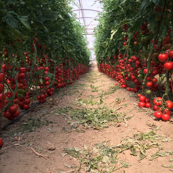 Greenhouse Армения роза