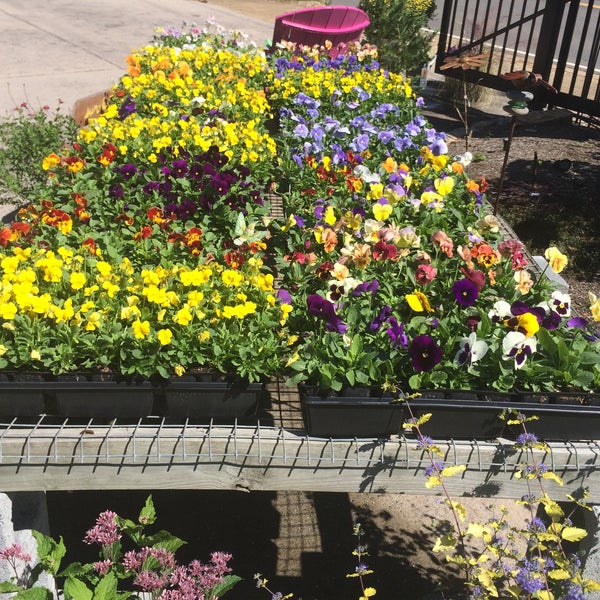 A panoply of pansies, violas, and panolas at Stanley's Secret Garden location in West Knoxville