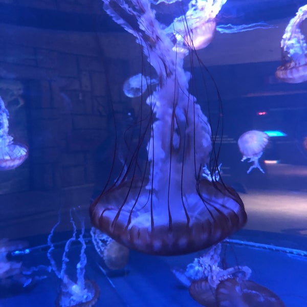 Photo taken at Shark Reef Aquarium by Caylee A. on 7/14/2020
