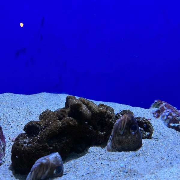 Foto diambil di Monterey Bay Aquarium oleh Cam C. pada 12/31/2023