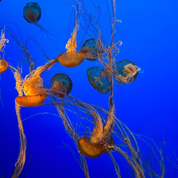 Das Foto wurde bei Monterey Bay Aquarium von Cam C. am 12/31/2023 aufgenommen