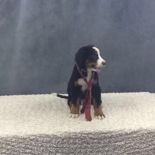 Photos At Aveve Van Gastel Renders Brecht Hoogstraatsebaan 128b