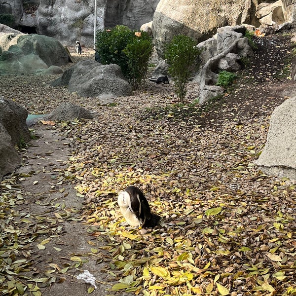 11/11/2022にAdrienn M.がBudapesti Állatkert | Budapest Zooで撮った写真