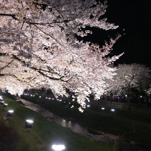 Photos At 野川桜ライトアップ 調布 佐須町3