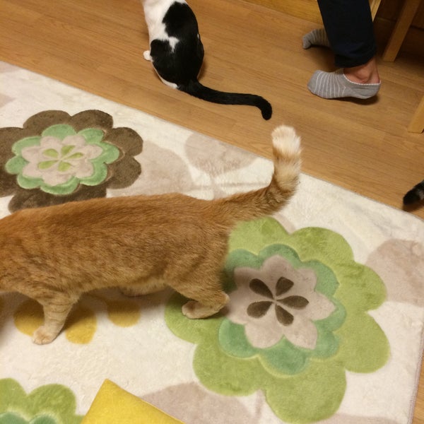 Photos At 猫カフェうたたね Cafe