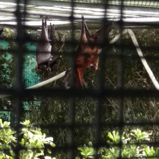 Lubee Bat Conservancy Gainesville, FL