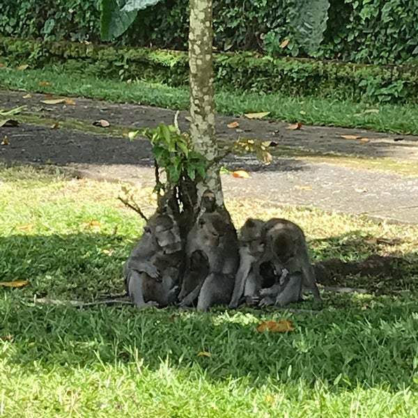 Парк обезьян киото. Арасияма парк обезьян иватаяма. Монкей парк. Monkey park пермь. Планета обезьян калужское шоссе.