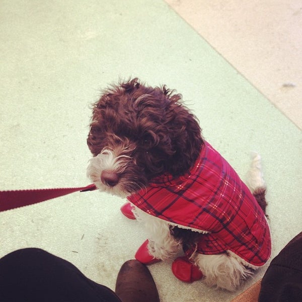 Foto tomada en West Village Veterinary Hospital  por Alli M. el 1/25/2014