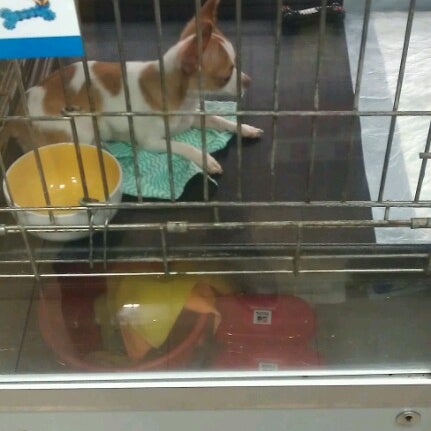 зоомагазин товары для животных. зоомагазин в ашане симферополь. можно ли в ашан с собакой.