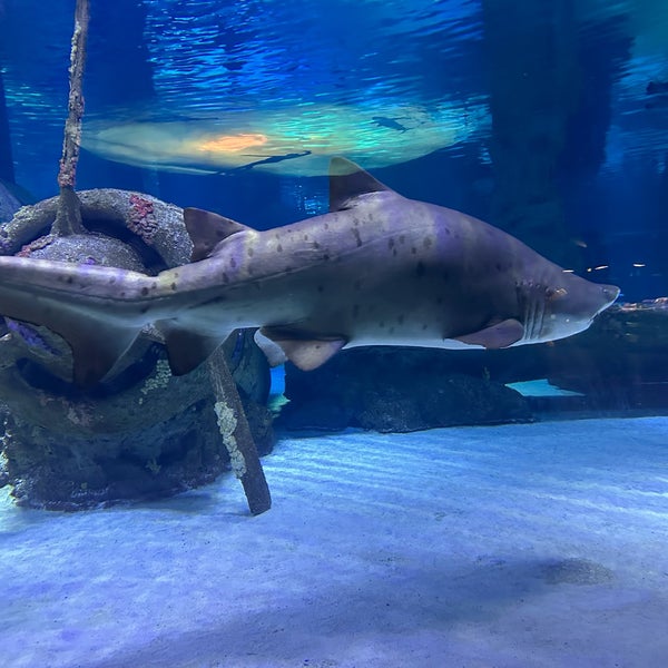 11/9/2023にMariaがAntalya Aquariumで撮った写真