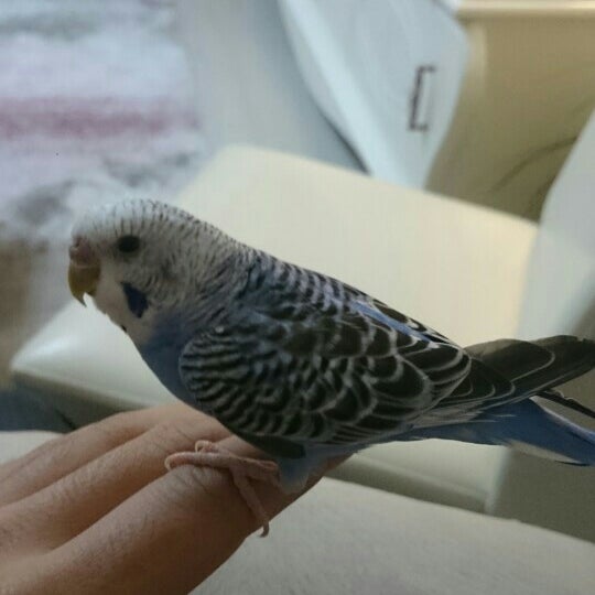 Ceyiz Mobilya Beyaz Esya Hali Perde Fethiye Ve Seydikemer Rehberi