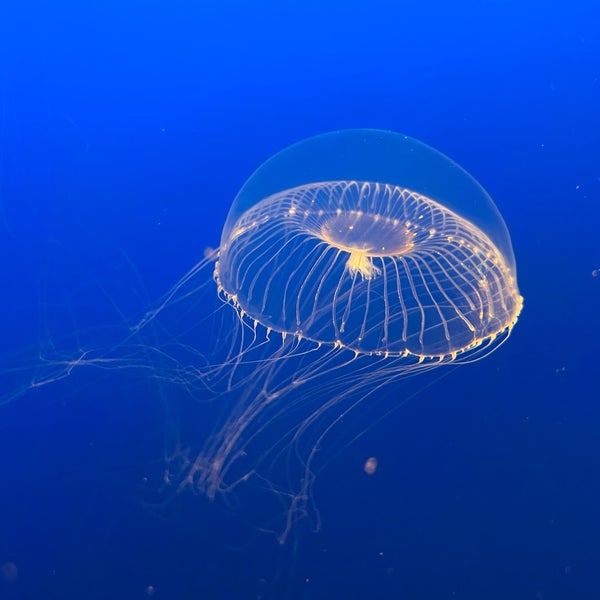 Foto diambil di Monterey Bay Aquarium oleh Ritik D. pada 2/9/2024