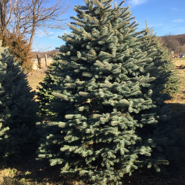 Das Foto wurde bei Wyckoff&#39;s Christmas Tree Farm von EKO H. am 11/29/2015 aufgenommen