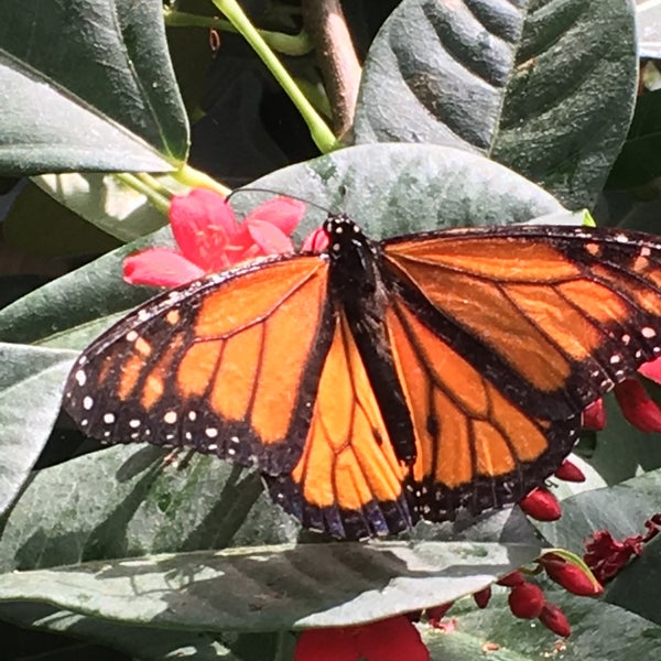 4/4/2017 tarihinde Fred B.ziyaretçi tarafından Butterfly Wonderland'de çekilen fotoğraf