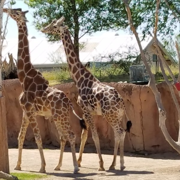 They have a variety of animals from ducks,snakes to giraffes. Prices have gone up alot, adult admission is $12, unless over 60 or military  $9. It was nice and kids happy and excited to see animals.