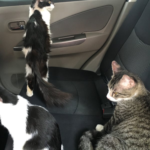 Klinik Haiwan Nilai G K Pet Shop Kampung Baharu Nilai Negeri Sembilan