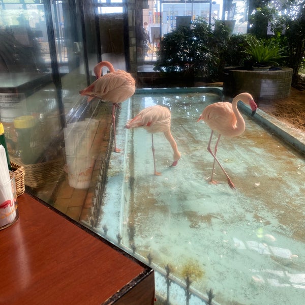 Fotos En シーフードレストラン メヒコ 守谷フラミンゴ館 Marisqueria En 守谷市