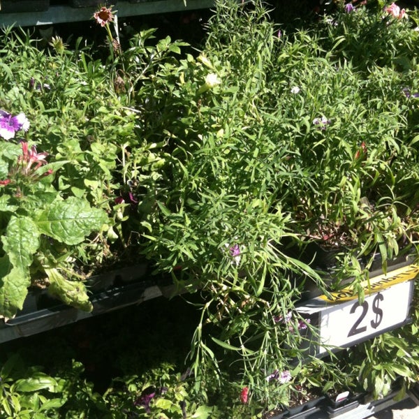 Walmart ThetfordMines, QC