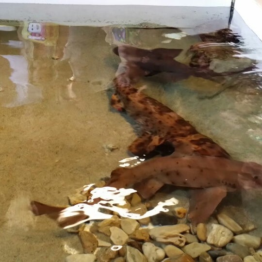 Das Foto wurde bei Santa Monica Pier Aquarium von Nebraska O. am 1/17/2014 aufgenommen