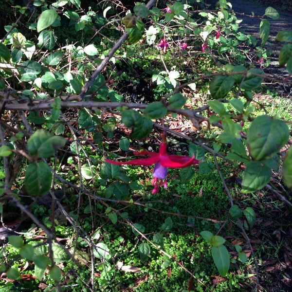 12/24/2012にChris R.がMendocino Coast Botanical Gardensで撮った写真