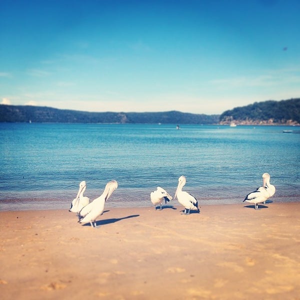 Patonga - City