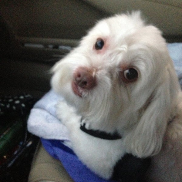 PoshPetCare Pet Service in West Hollywood