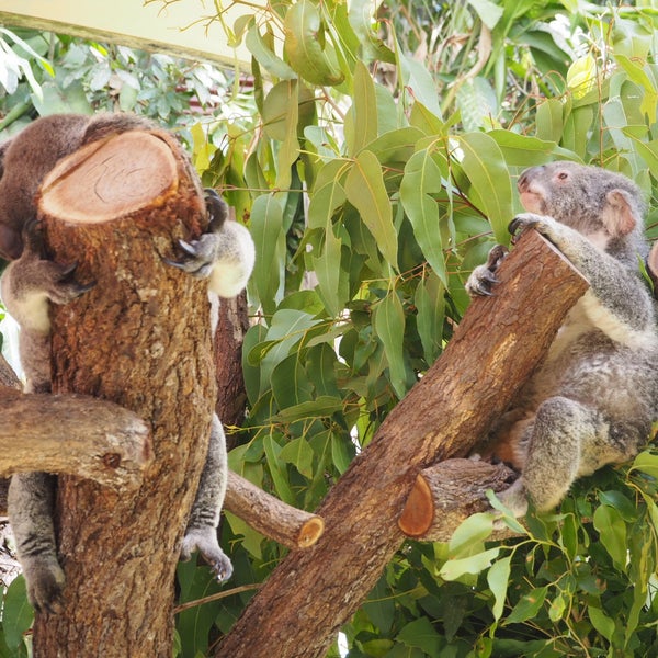 11/26/2016 tarihinde Yukari S.ziyaretçi tarafından Kuranda Koala Gardens'de çekilen fotoğraf