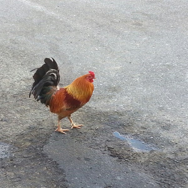 Royal Farms Parksley, VA